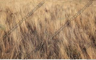 free photo texture of grass dead 
